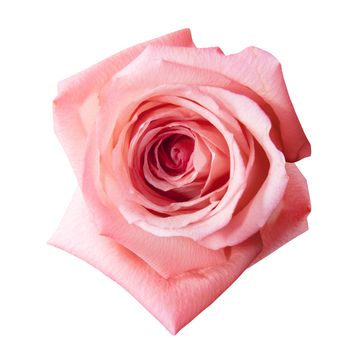 Pink rose flower with path isolated on the white background