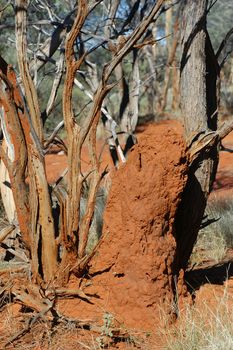 termite mound in the Australian bush