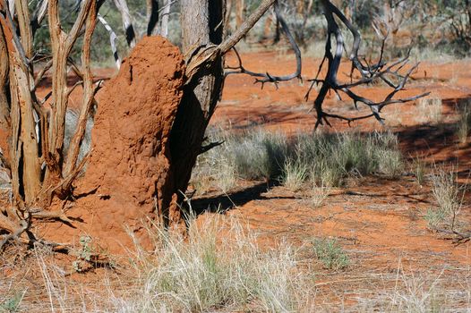 termite mound in the Australian bush