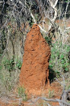 termite mound in the Australian bush