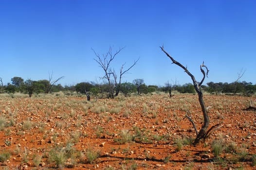 landscape of the Australian bush