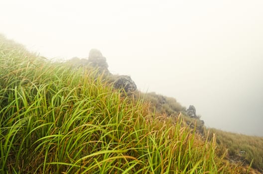 Tall grass in foggy mountain near a cliff