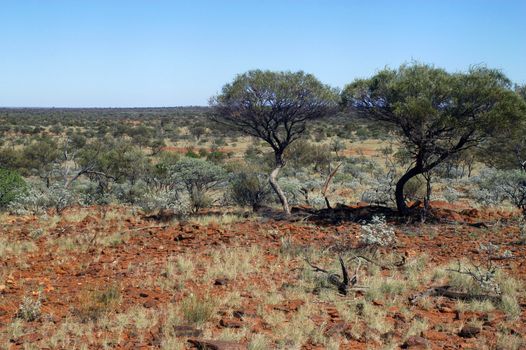 landscape of the Australian bush