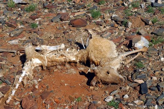 Kangaroo died in the desert