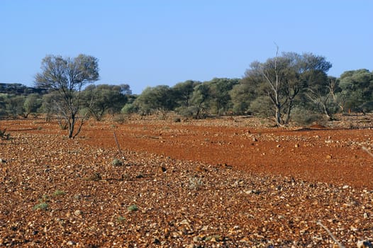 landscape of the Australian bush