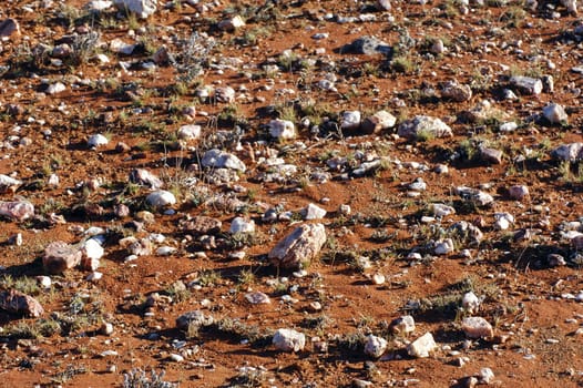 ground of the Australian bush is in hiding