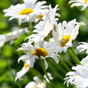 camomile daisy flowers nature background