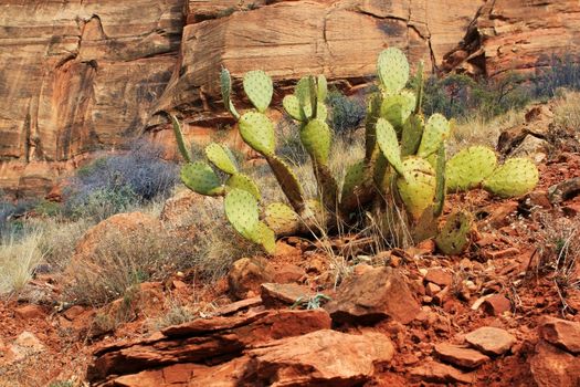 Cactus in a Zion Canyon, Utah, USA