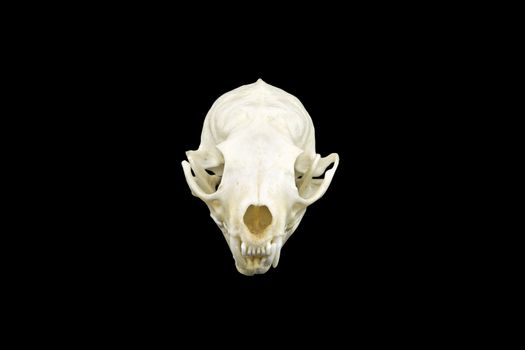 A marten skull isolated on black background