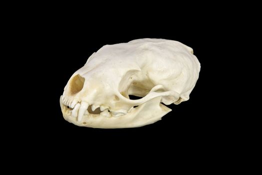 A marten skull in side view isolated on black background