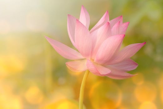 Lotus flowers in garden under sunlight.