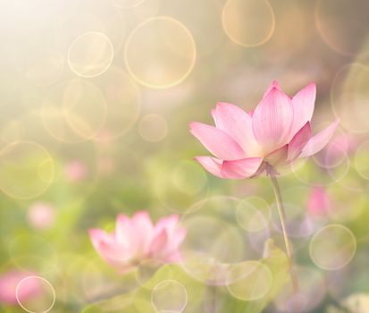 Lotus flowers in garden under sunlight.