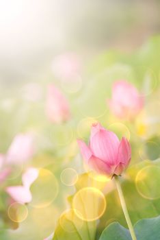 Lotus flowers in garden under sunlight.