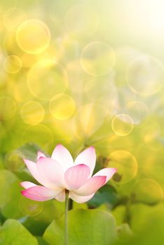 Lotus flowers in garden under sunlight.