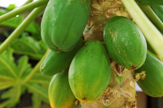 Papaya Tree 