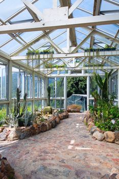 Cactus plants growing in the greenhouse 