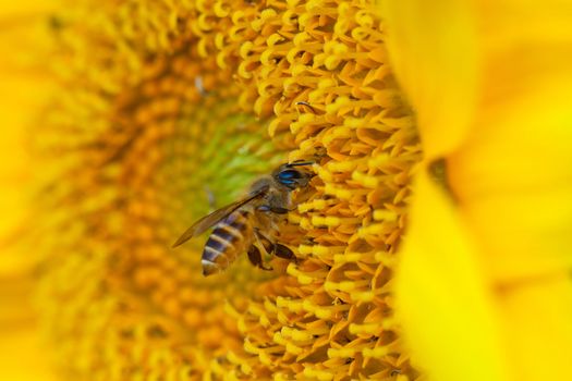 beautiful sunflower and bee 