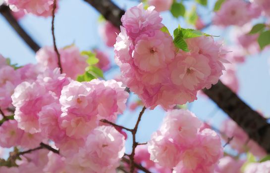 Blossoming sakura in print style