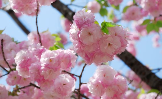 Blossoming sakura with pink flowers, closeup shot 