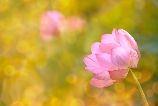 Lotus flowers in garden under sunlight.