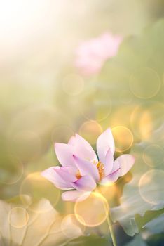 Lotus flowers in garden under sunlight.