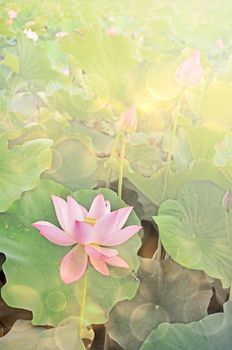 Lotus flowers in garden under sunlight.