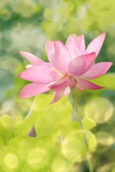 Lotus flowers in garden under sunlight.