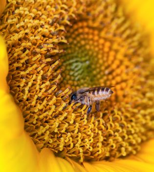 beautiful sunflower and bee 