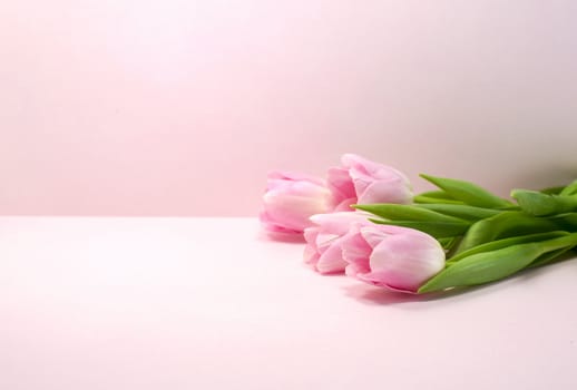 pink tulips on same color background