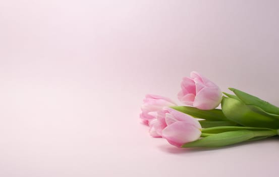 pink tulips on same color background
