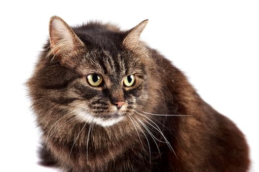 Portrait of a fluffy cat on a white background