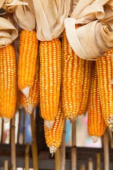 Dried corn on cobs hung on the beam