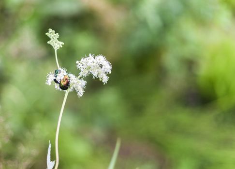 Big insect Beetle (green bug) on a flower.