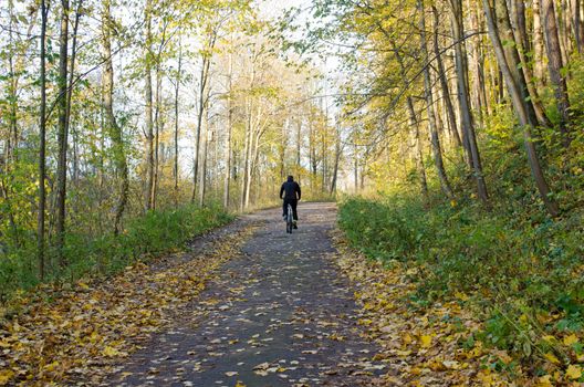 cyclist ride bicycle uphill road between colorful autumn trees in park forest.