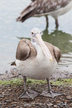 brown pelican, pelecanus occidentalis