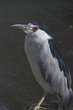 Black-crowned night heron on the river background