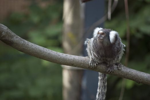 Common marmoset, New World monkey, seatting on the tree