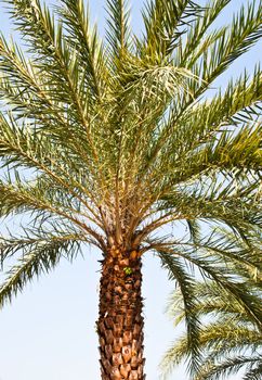 Single palm tree. And behind the sky.