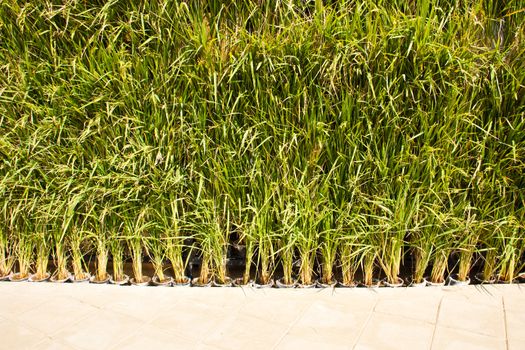 Many rice plants in pots. Arranged as a backdrop.