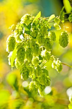 hop with colorful, blurred background