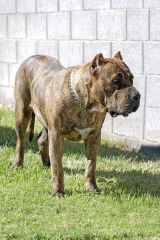 Vertical full length portrait of a Perro de Presa Canario dog standing outside in the grass.