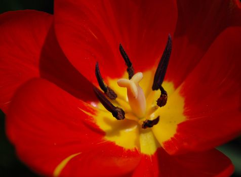 Single Red Tulip Pollen Pistil Petal Closeup