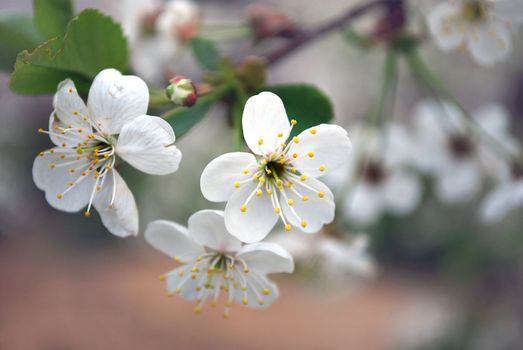 Blooming Flower on Branch of Cherry Tree