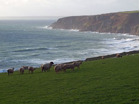 Sheep graze on the cliffs high above the Atlantic ocean near Trewavas Head a few miles west of Porthleven in Cornwall