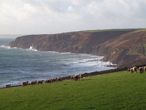 Sheep graze on the steep slopes of the cliffs near Trewavas Head in south west Cornwall