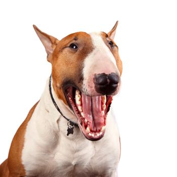 Portrait of a cheerful bull terrier on a white background