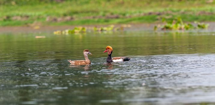 Two Red-crested Pochards,migratory, bird, Diving duck, Rhodonessa rufina, swimming in water, copy space


