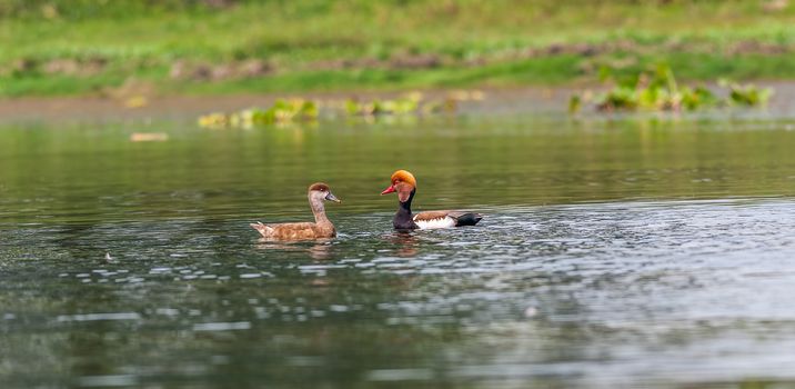 Two Red-crested Pochards,migratory, bird, Diving duck, Rhodonessa rufina, swimming in water, copy space


