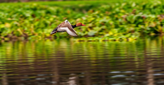Red-crested Pochard,migratory, bird, Diving duck, Rhodonessa rufina, flying, copy space
