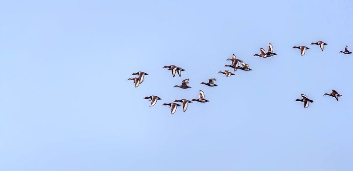 Red-crested Pochard,migratory,  flock, bird, Diving duck, Rhodonessa rufina,  flying, copy space